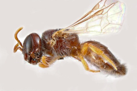 [Tumidihesma tridentata female (lateral/side view) thumbnail]
